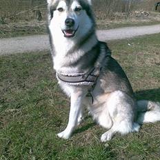 Blanding af racer Baylee