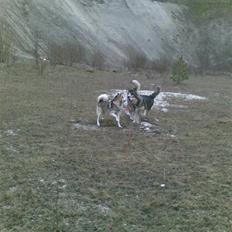 Blanding af racer Baylee