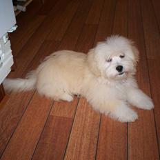 Coton de tulear Buller