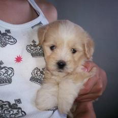 Coton de tulear Buller