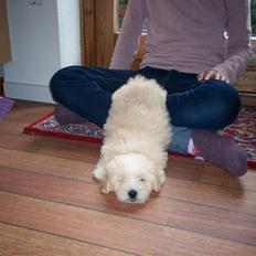 Coton de tulear Buller