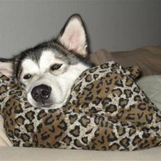 Alaskan malamute Mojo  
