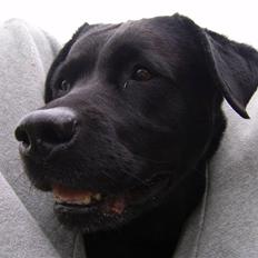 Labrador retriever Rita