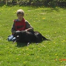 Labrador retriever Rita