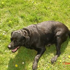 Labrador retriever Rita