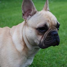Fransk bulldog Milo