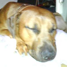 Amerikansk staffordshire terrier Django