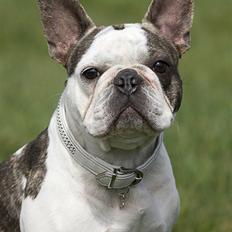 Fransk bulldog Kenzo *1/4 06-20/12 07* 