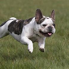 Fransk bulldog Kenzo *1/4 06-20/12 07* 