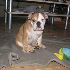 Engelsk bulldog Albert 