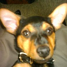 Dvaergpinscher louie