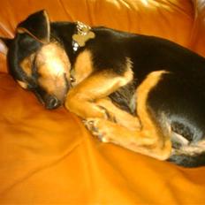 Dvaergpinscher louie