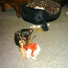 Dvaergpinscher louie