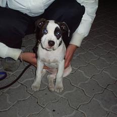 Blanding af racer Munnie