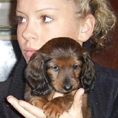 Dværggravhund Miss Celina "cille"