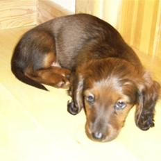 Dværggravhund Miss Celina "cille"