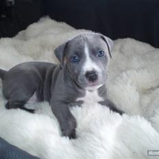 Amerikansk staffordshire terrier Alonso