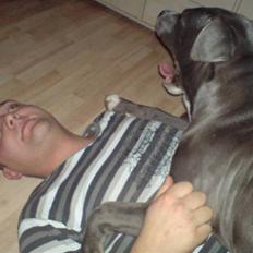 Amerikansk staffordshire terrier Alonso