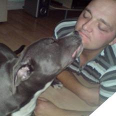 Amerikansk staffordshire terrier Alonso