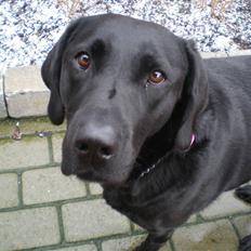 Labrador retriever Sweetwater's Bufftown DØD