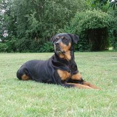 Rottweiler Kia