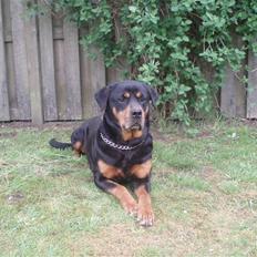 Rottweiler Kia
