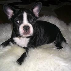 Fransk bulldog Chilla
