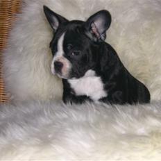 Fransk bulldog Chilla