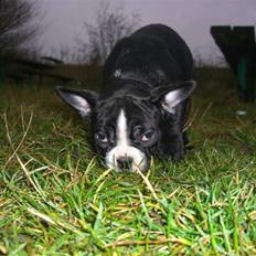 Fransk bulldog Chilla