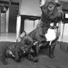 Fransk bulldog Thorkild