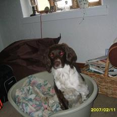 Field spaniel spif<3 ( nye billeder )