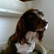 Field spaniel spif<3 ( nye billeder )