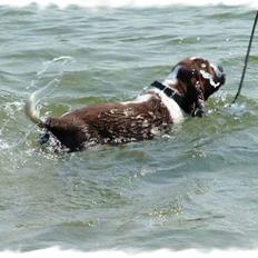 Engelsk springer spaniel Monty