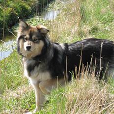 Finsk lapphund Chili