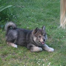 Finsk lapphund Chili