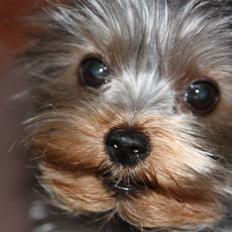 Yorkshire terrier Lille My