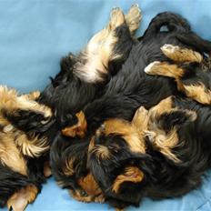 Yorkshire terrier Lille My