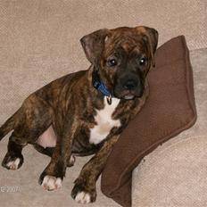 Amerikansk bulldog Topps Magic Mette