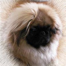 Pekingeser Christian