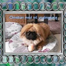 Pekingeser Christian