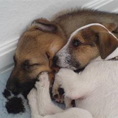 Parson russell terrier Almighty