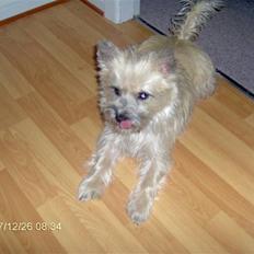 Cairn terrier mille