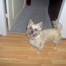 Cairn terrier mille