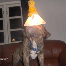 Amerikansk bulldog Topps Magic Mette