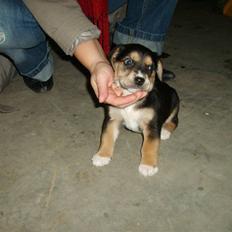 Beagle Mille *Aflivet* :´(