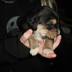 Beagle Mille *Aflivet* :´(