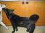 Sort spids Balou ""Tjalfe" - Et lille hundekys