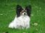 Papillon rønne R.I.P
