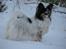 Papillon rønne R.I.P