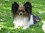 Papillon rulle R.I.P